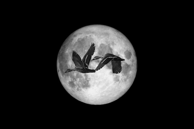 Moonlit Memories